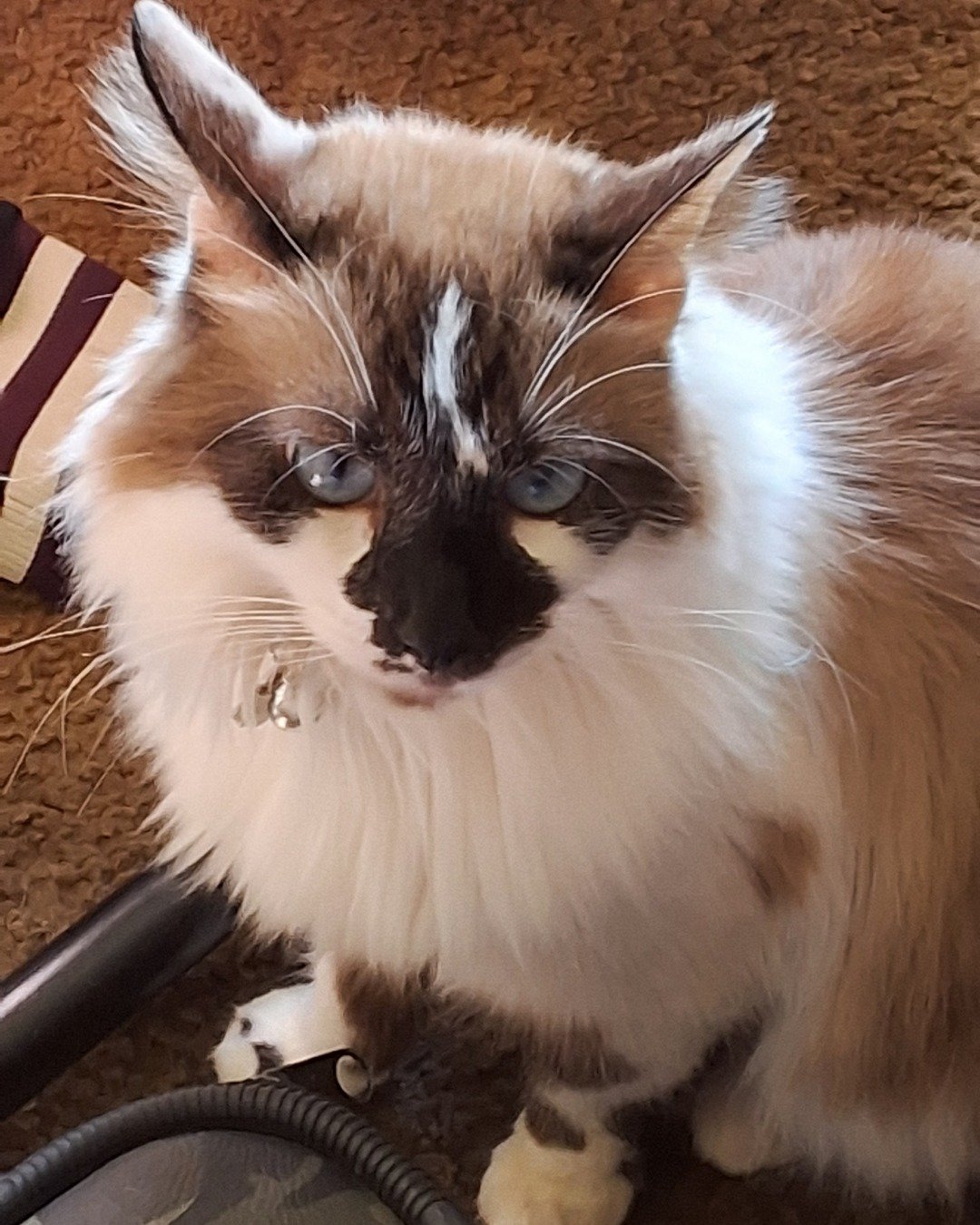 Lily the Ragdoll. Cat, Kitten
