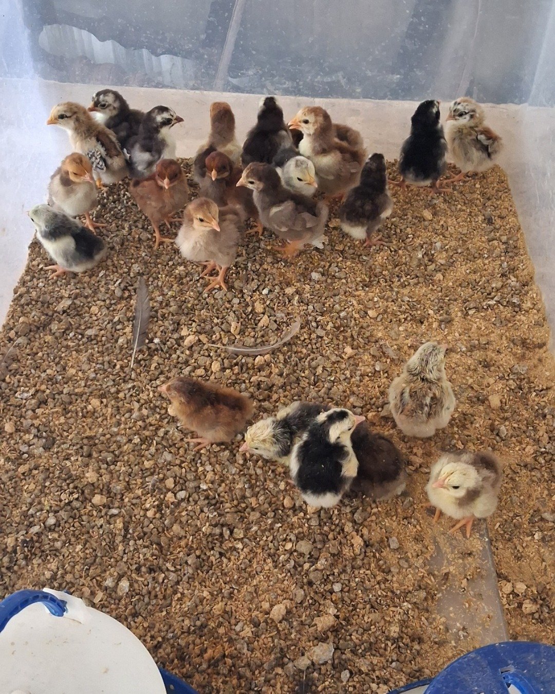 Tiny Royals the Seramas. Bird, Chicken, Fowl, Poultry, Rat, Rodent