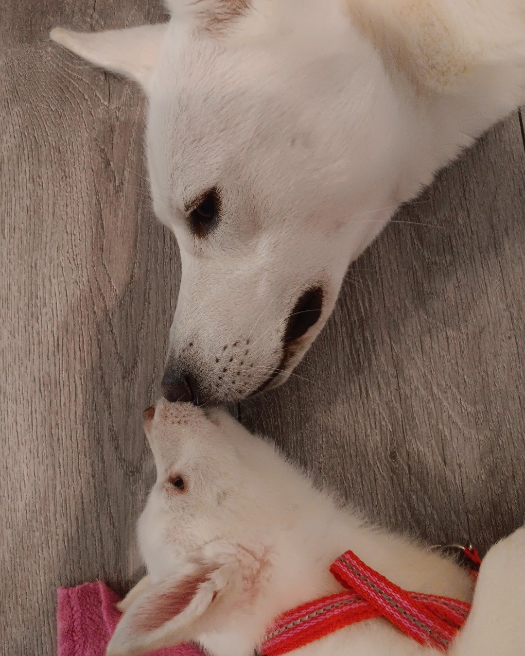 Elton John the German Shepard and Siberian Husky mix. Dog, Puppy, Eskimo Dog, White Dog, Husky, Rat
