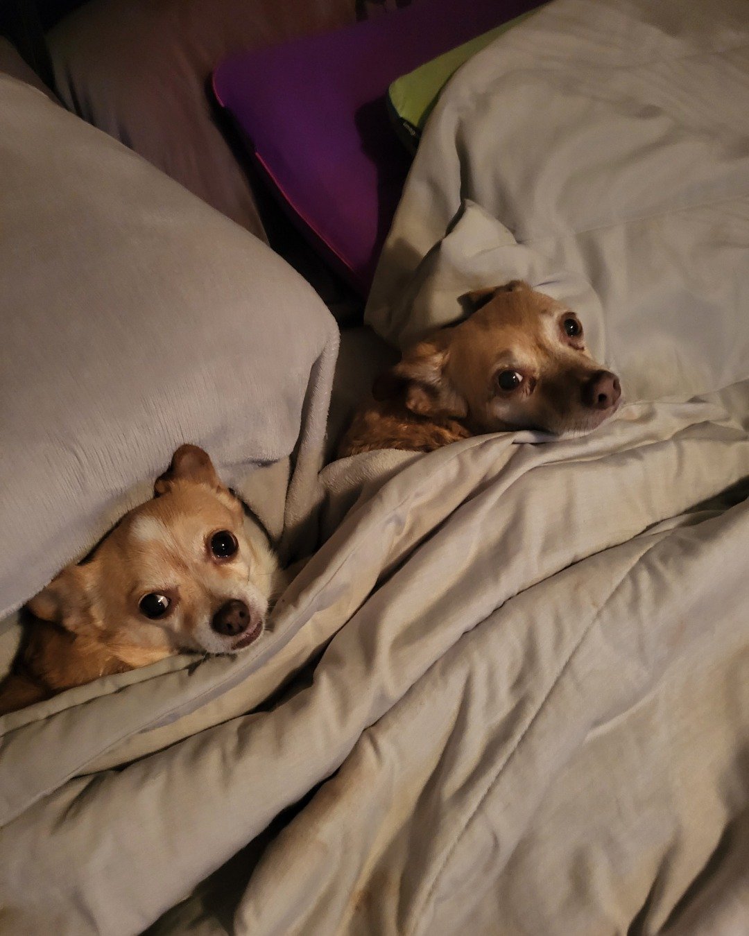 Pippy the Pom-chi (Short hair). Blanket, Dog, Puppy, Furniture