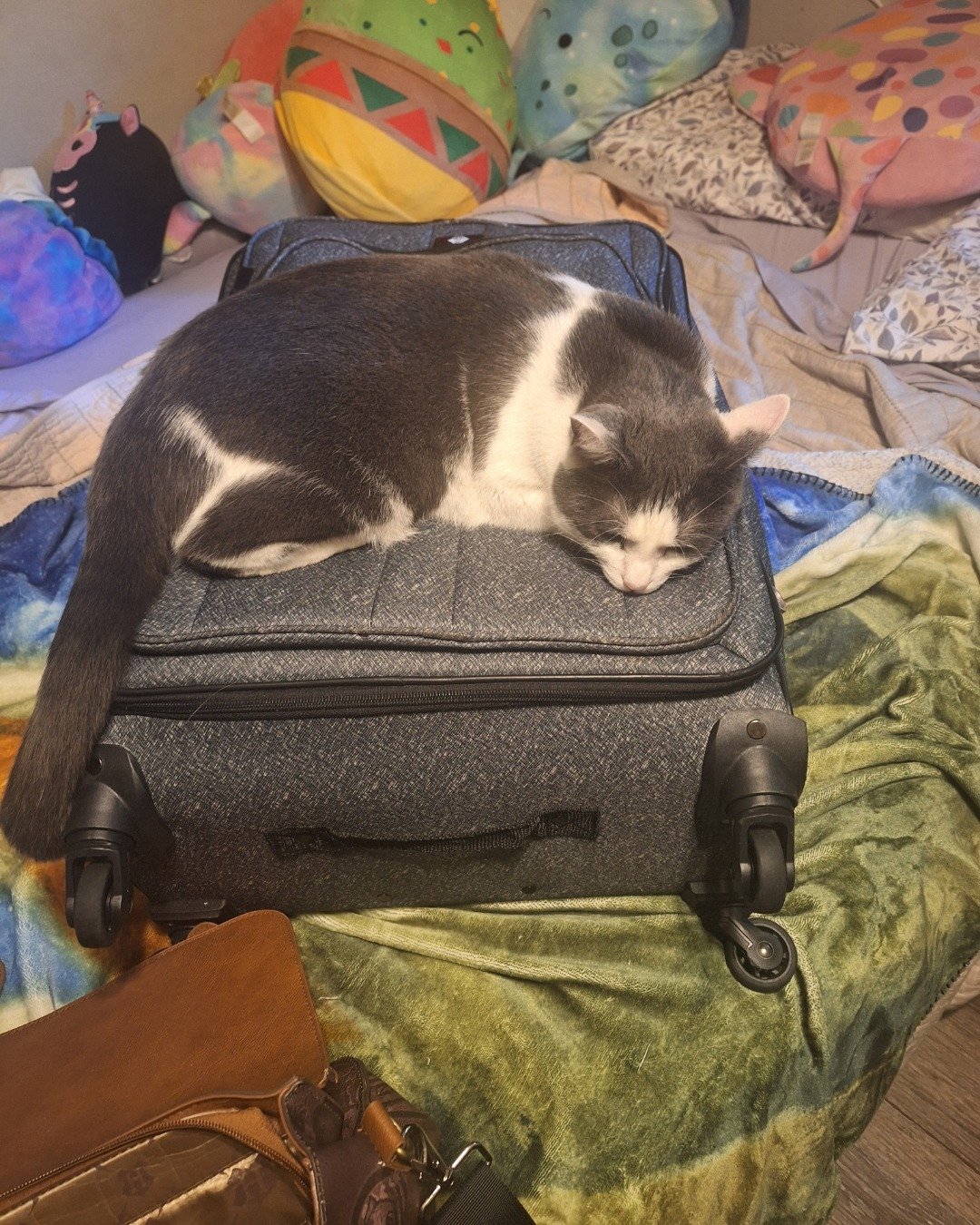 Cloudfur the American Shorthair. Baggage, Suitcase, Cat