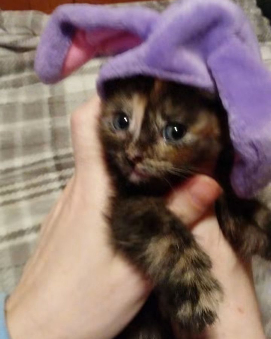 Gizmo. Cat, Kitten, Blanket, Rat, Rodent