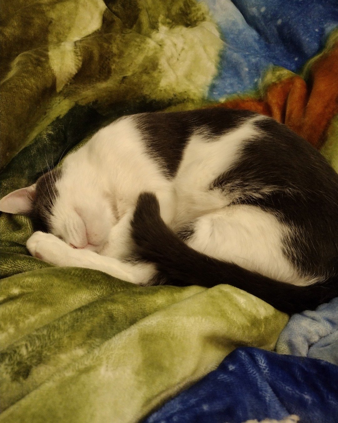 Cloudfur the American Shorthair. Person, Sleeping, Blanket, Quilt, Cat