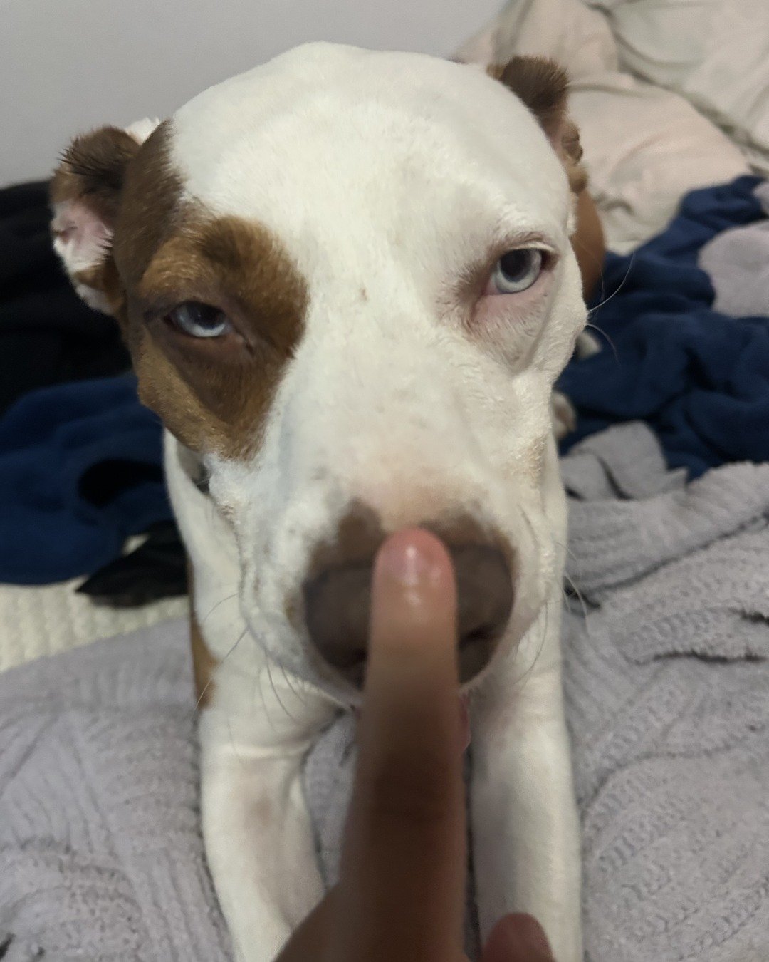 Daisy the Australian shepherd pit bull mix. Body Part, Finger, Hand, Person, Dog, Hound