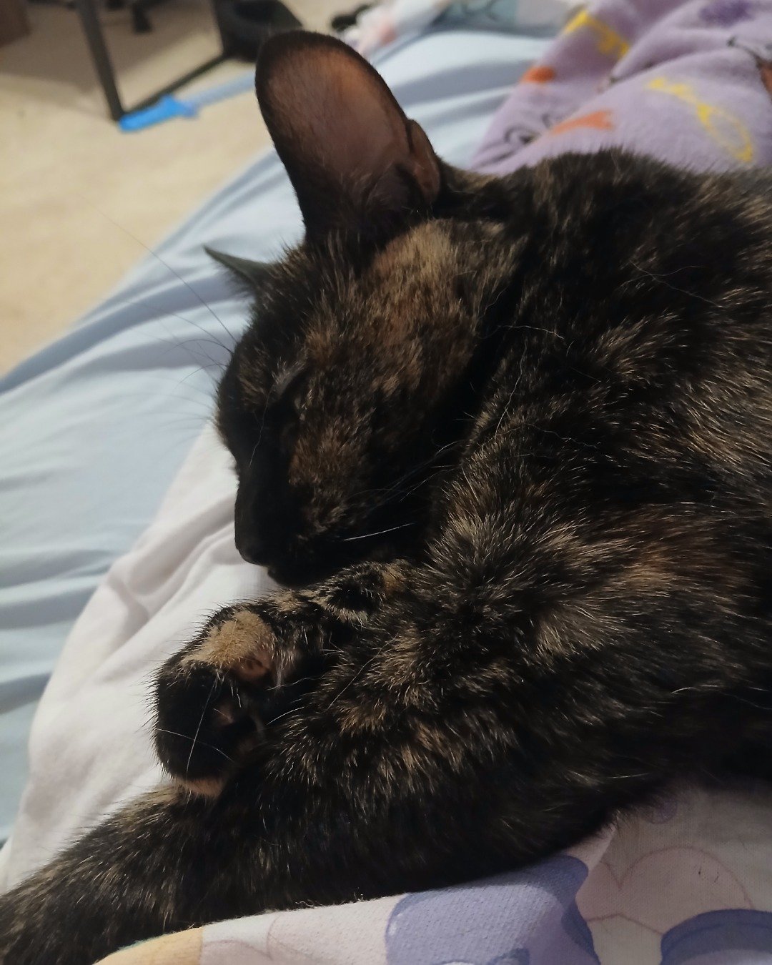 Sprinkles the tortoise shell (tortie). Person, Sleeping, Cat, Kitten