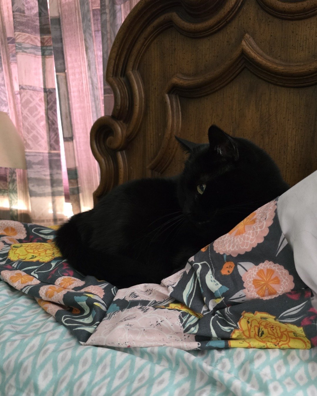 Balerion. Furniture, Cat, Quilt, Bed, Cushion, Home Decor