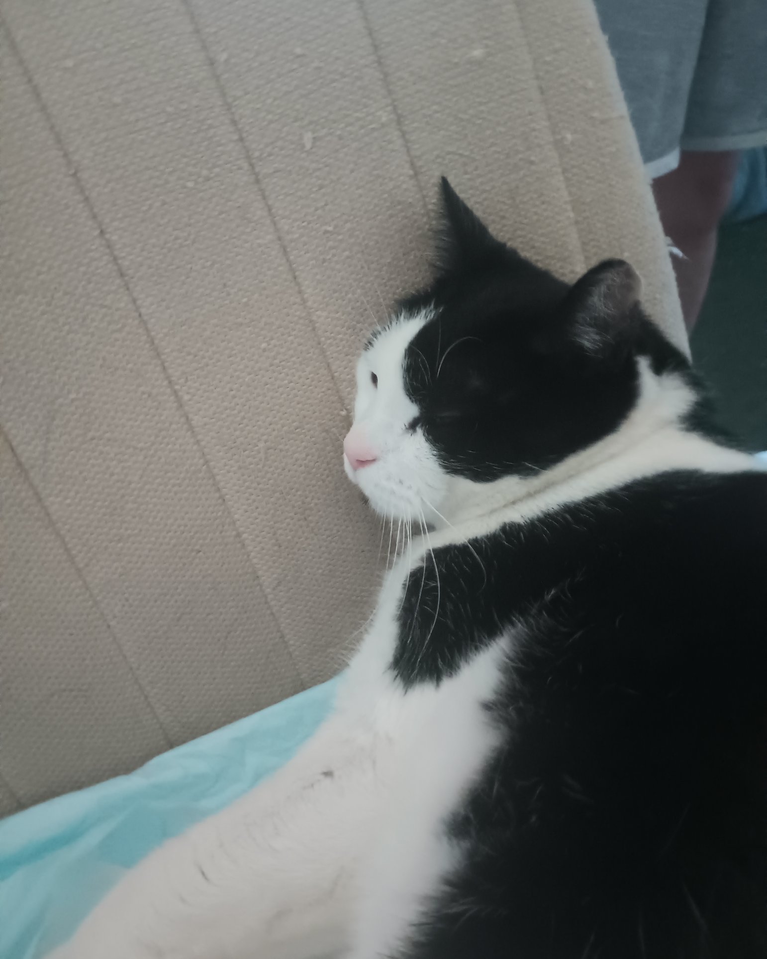 Zeke the Tuxedo. Cushion, Home Decor, Couch, Furniture, Cat, Kitten