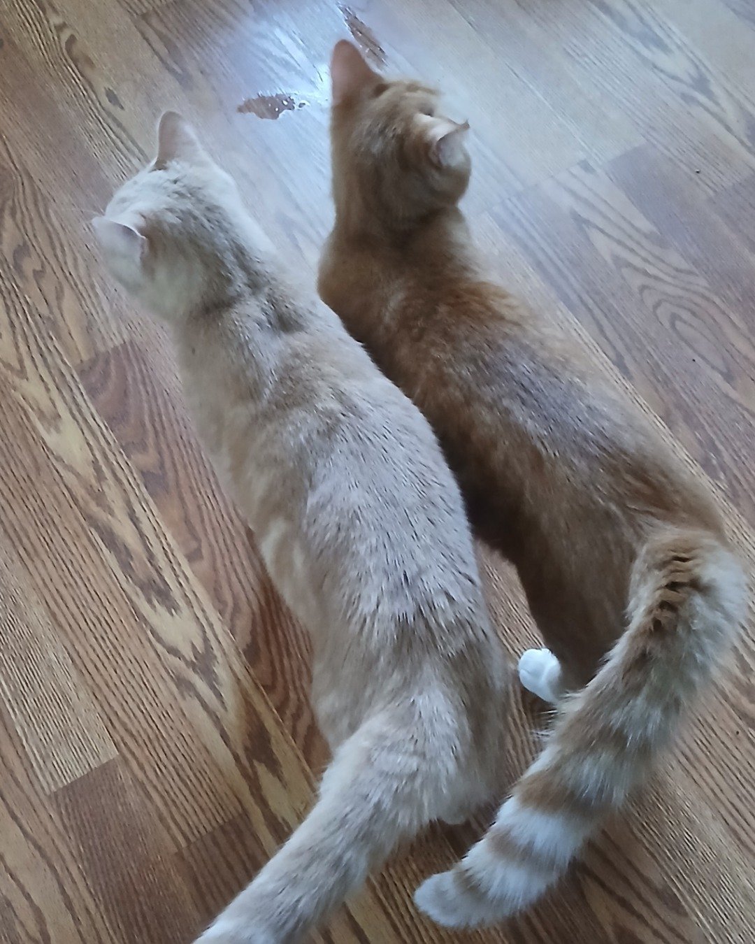 nacho & chester. Hardwood, Wood, Floor, Flooring, Indoors, Interior Design
