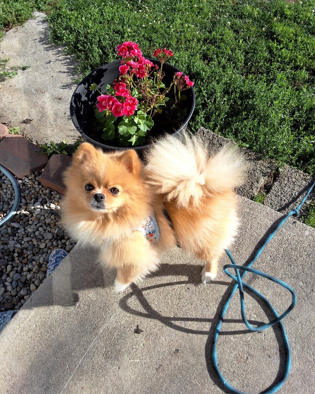 Cosmo the Pomeranian. Jar, Plant, Planter, Potted Plant, Pottery, Vase