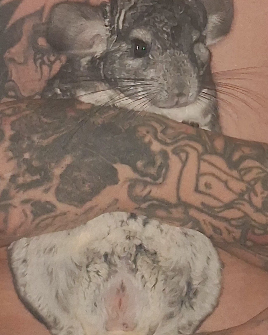 Chimmichanga the Chinchilla. Chinchilla, Rodent, Person