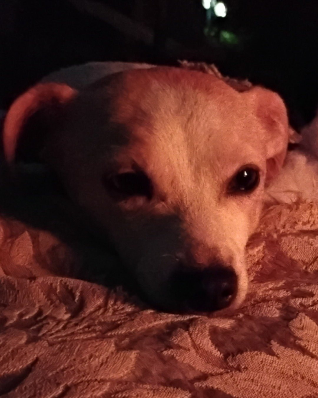 Cupcake the Chihuahua mix. Dog, Puppy, Hound, White Dog
