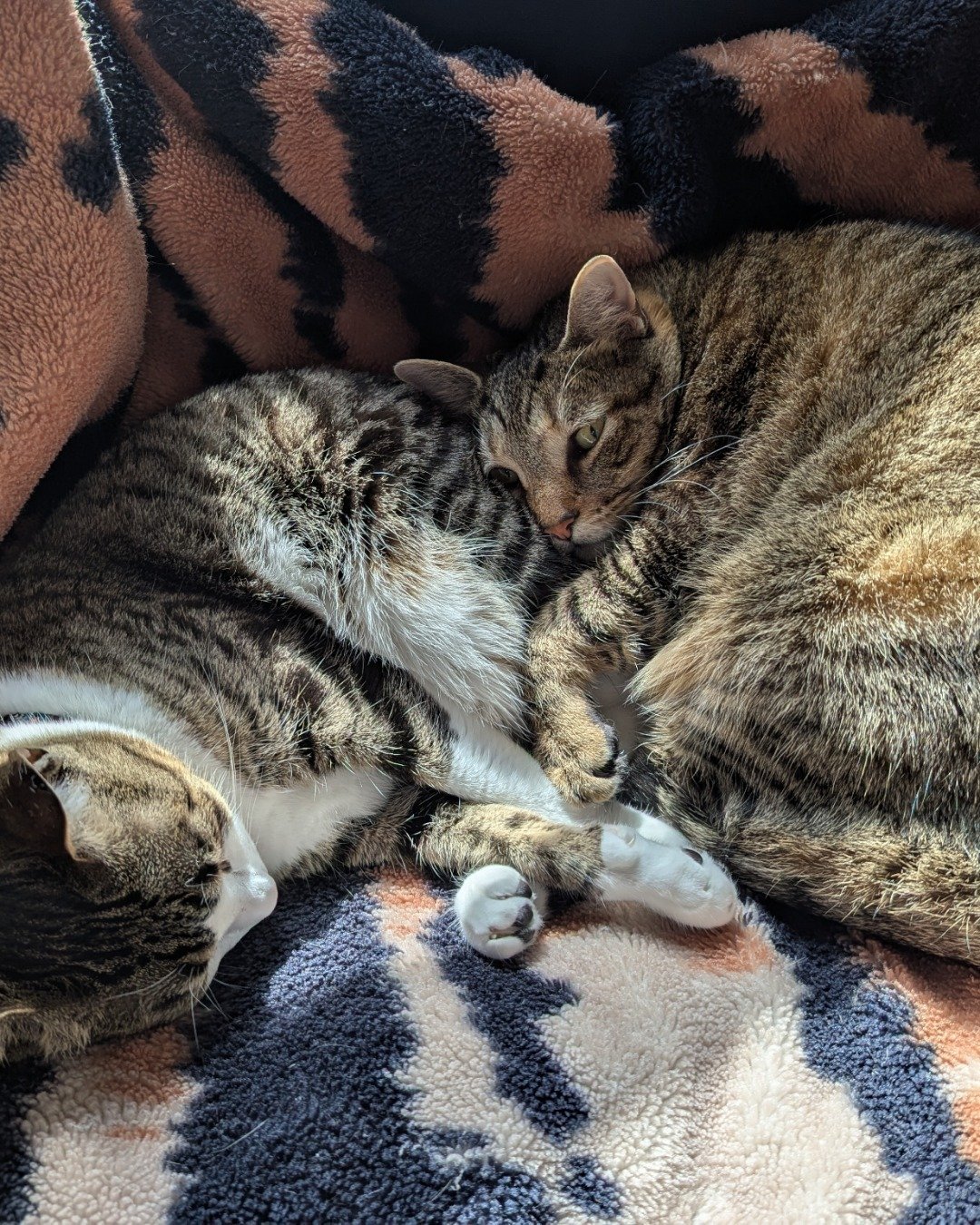 Kima & Cheddar Biscuit the Tabby Cats. Blanket, Couch, Furniture, Cat, Kitten, Person
