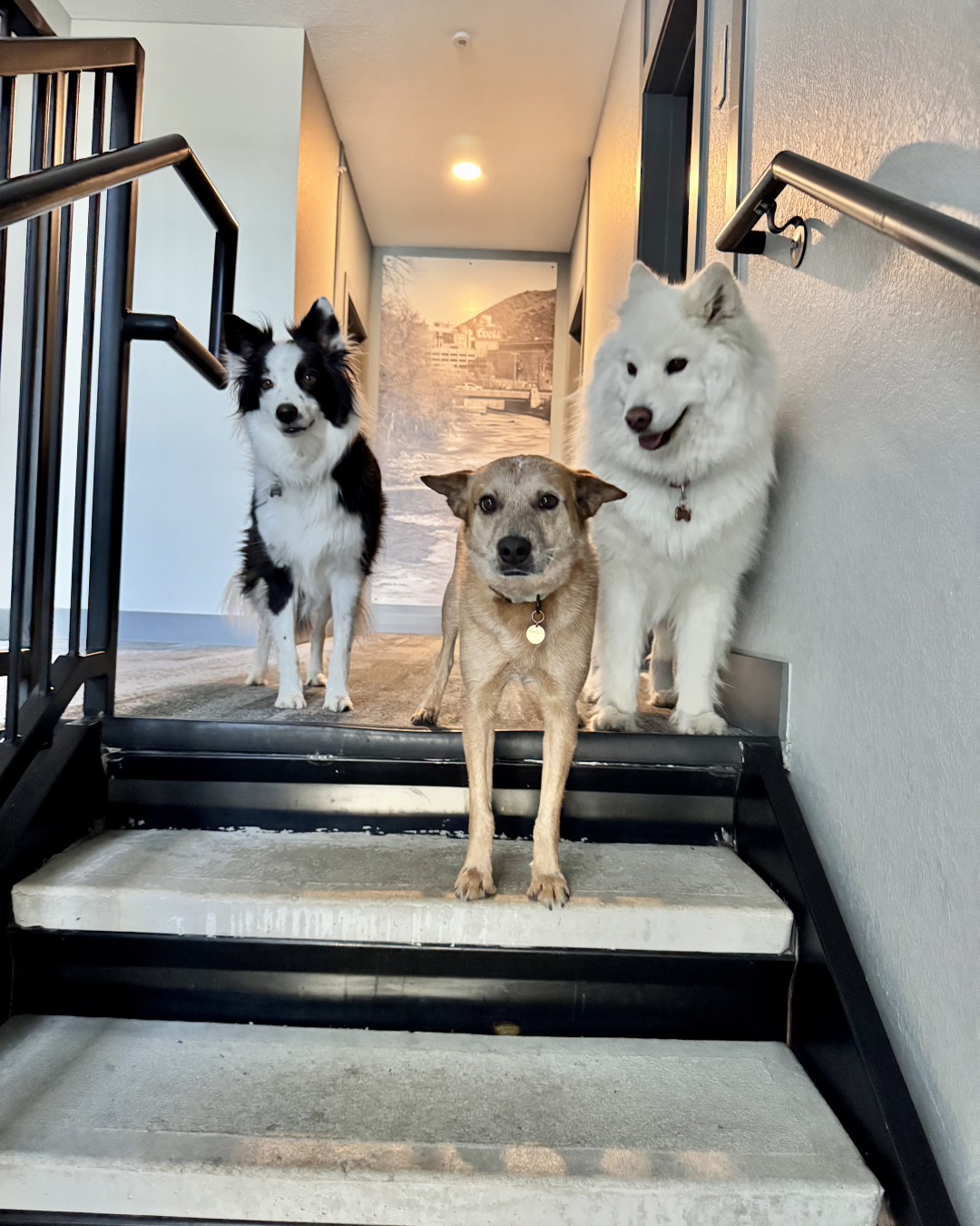 Breslin the Australian Cattle Dog — Architecture, Building, House, Housing, Staircase, Dog
