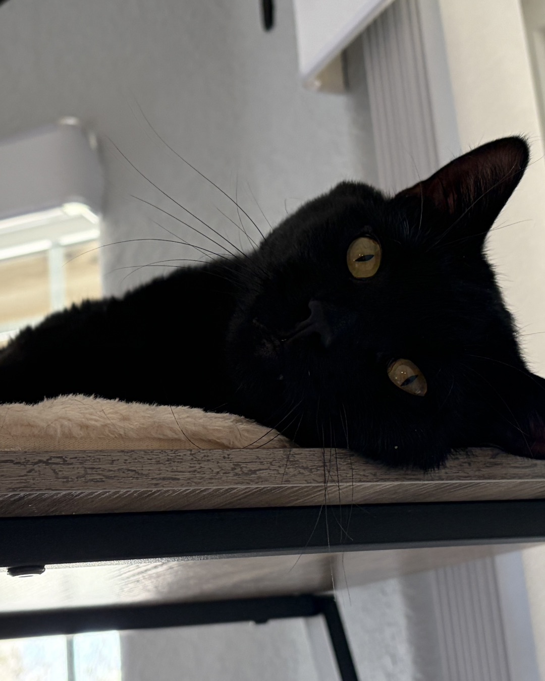 Leo the Bombay — Black Cat, Cat