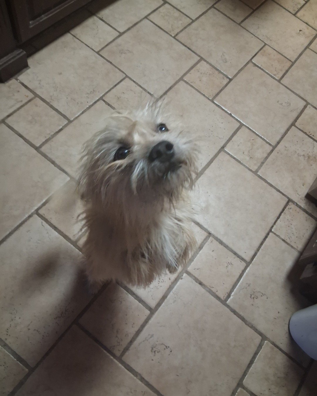 rocky the mut. Floor, Flooring, Dog, Puppy