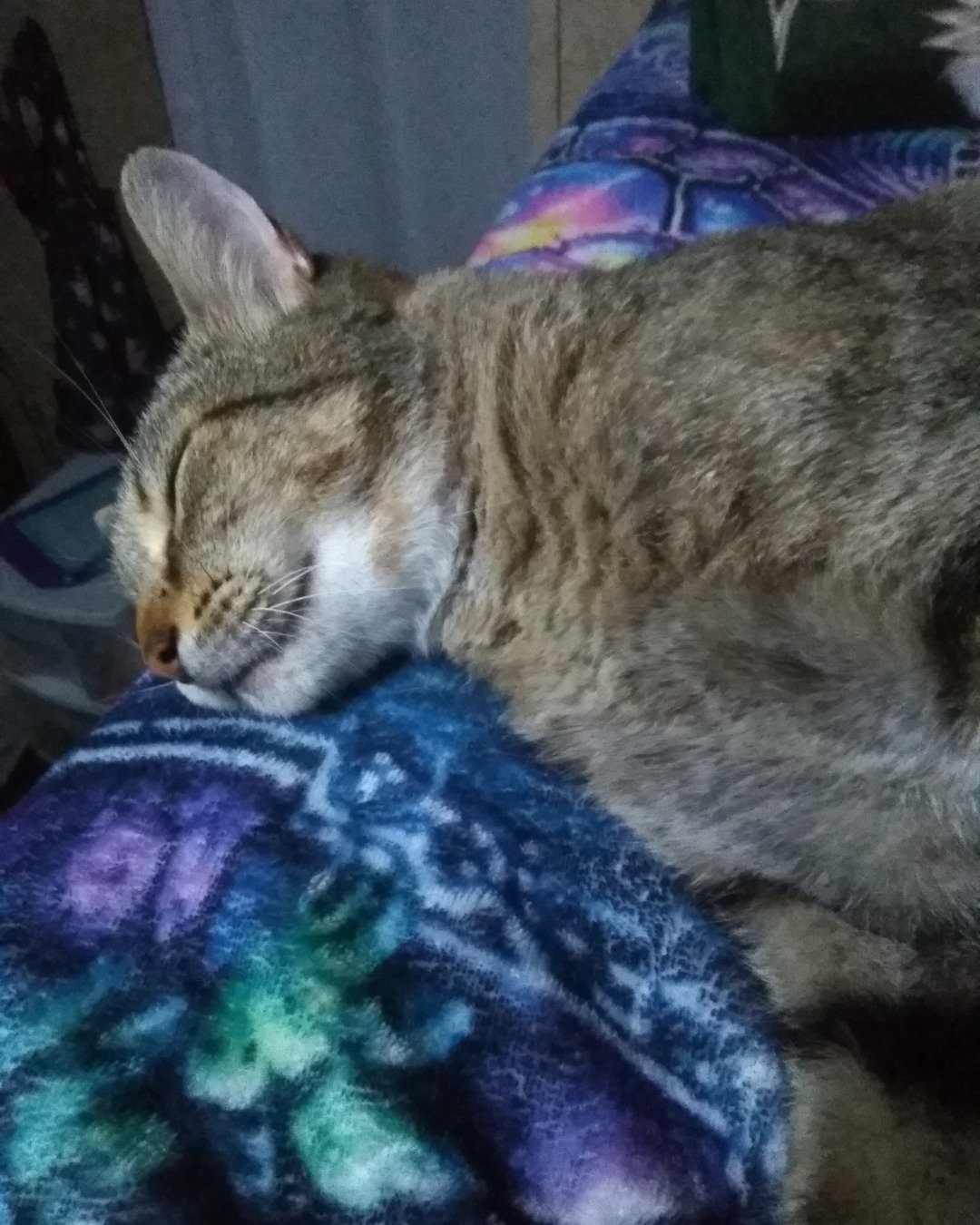 Craby Patty the Brown short haired tabby. Cushion, Home Decor, Couch, Furniture, Abyssinian, Cat