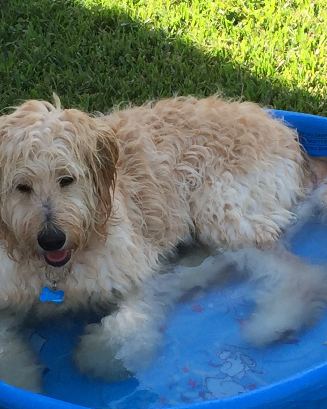 Bria the Goldendoodle
