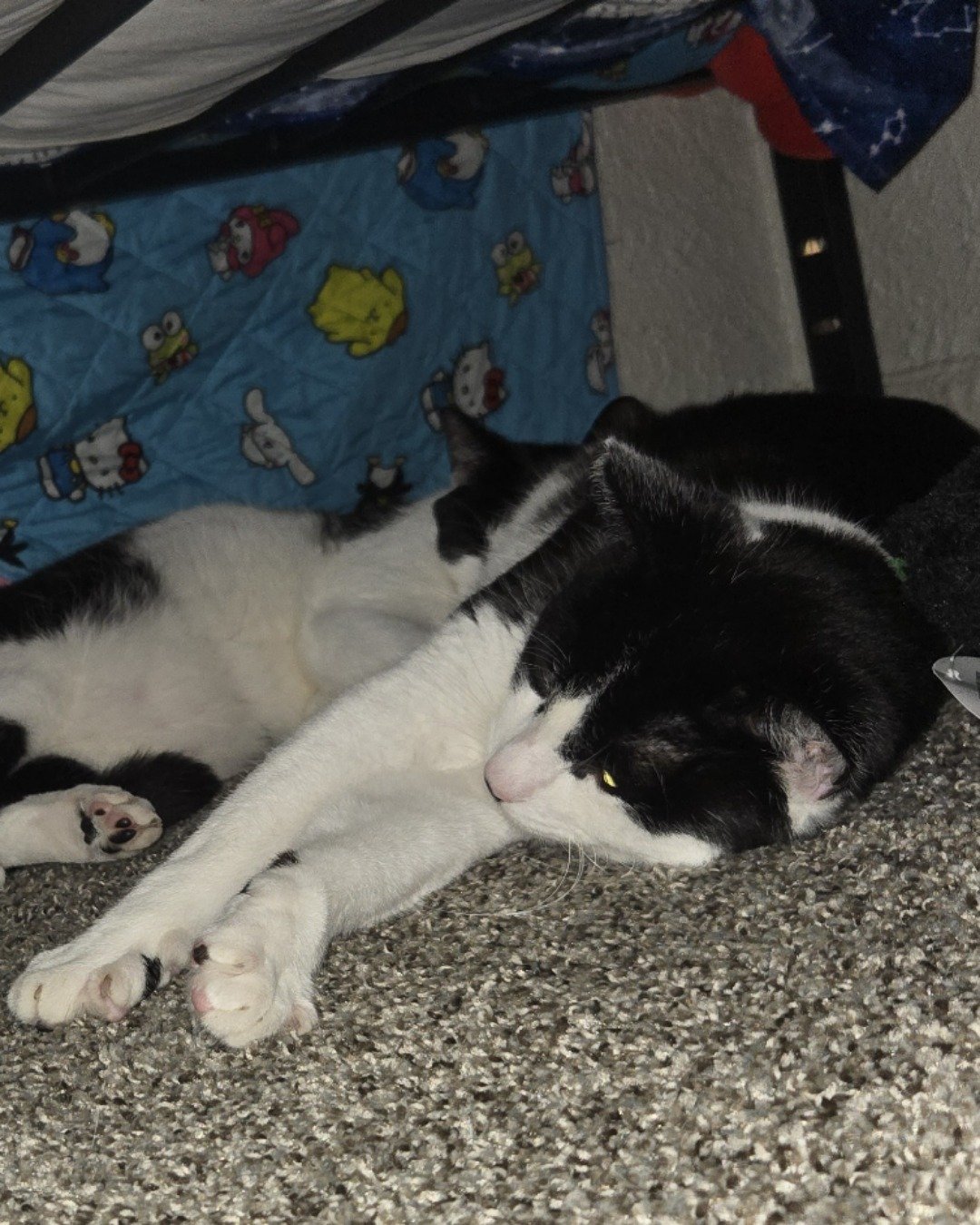 Skeleton the Tuxedo. Person, Sleeping, Cat, Couch, Furniture, Kitten