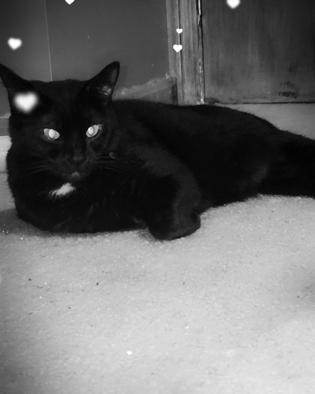 Unity. Cat, Black Cat