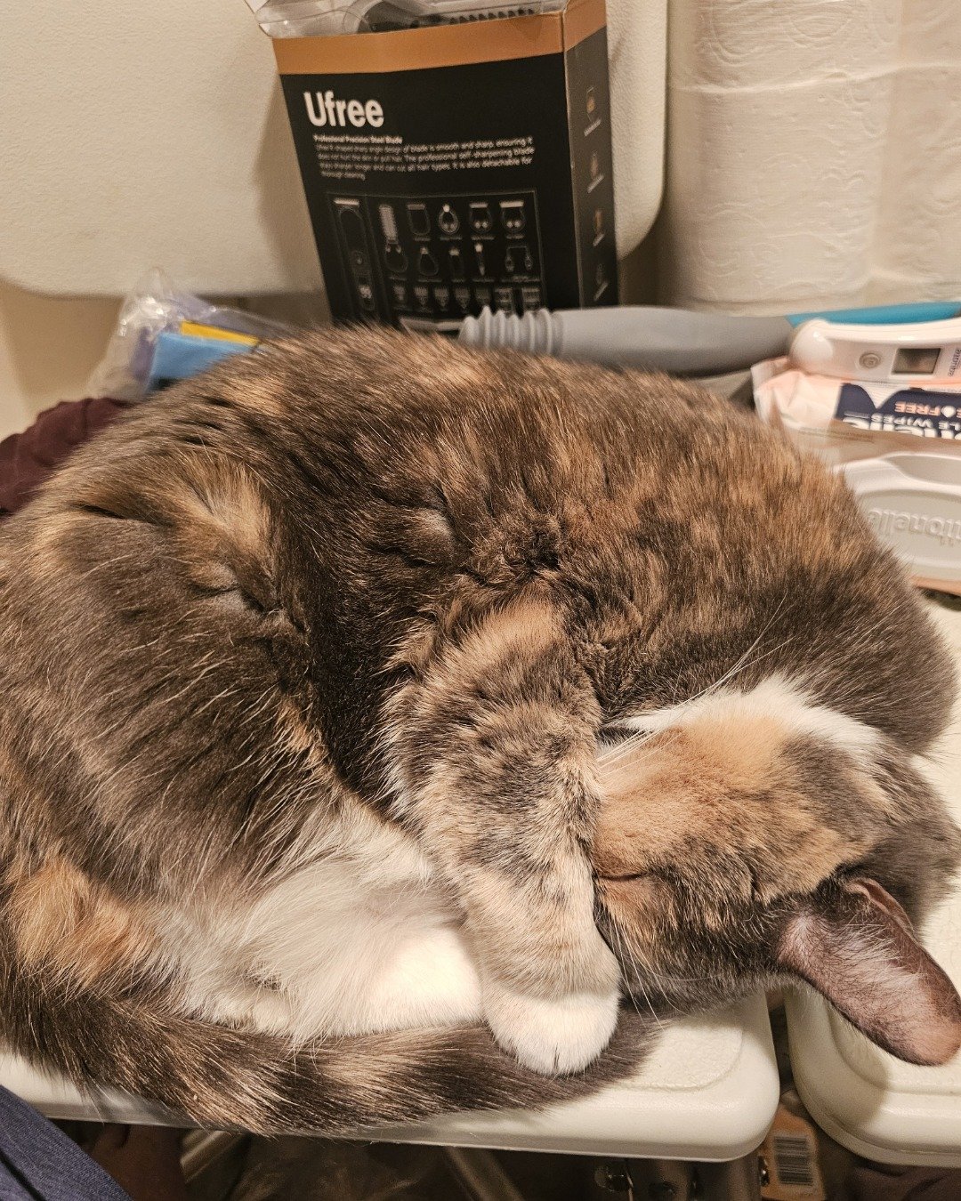 Smokey Topaz the calico cat. Person, Sleeping, Cat, Furniture, Table, Computer