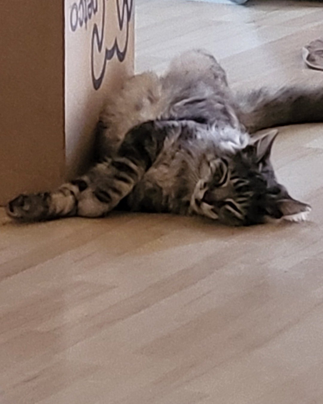Yeti Freddie. Wood, Person, Sleeping, Hardwood, Cat, Kitten