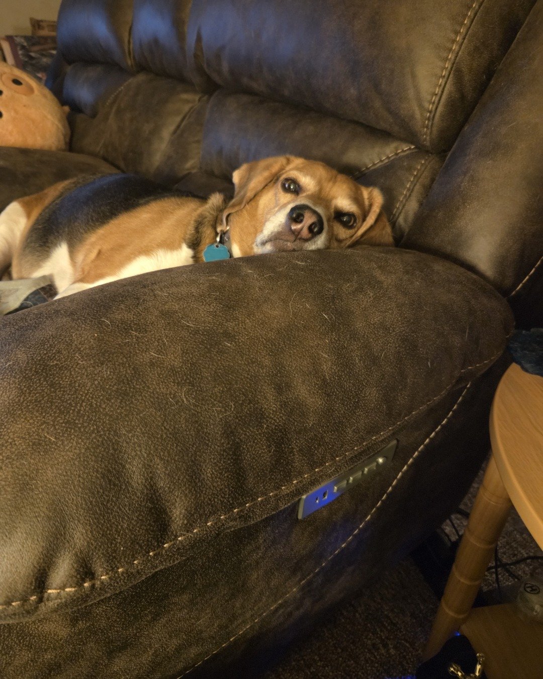vee the beagle. Couch, Furniture, Dog, Hound, Puppy, Chair
