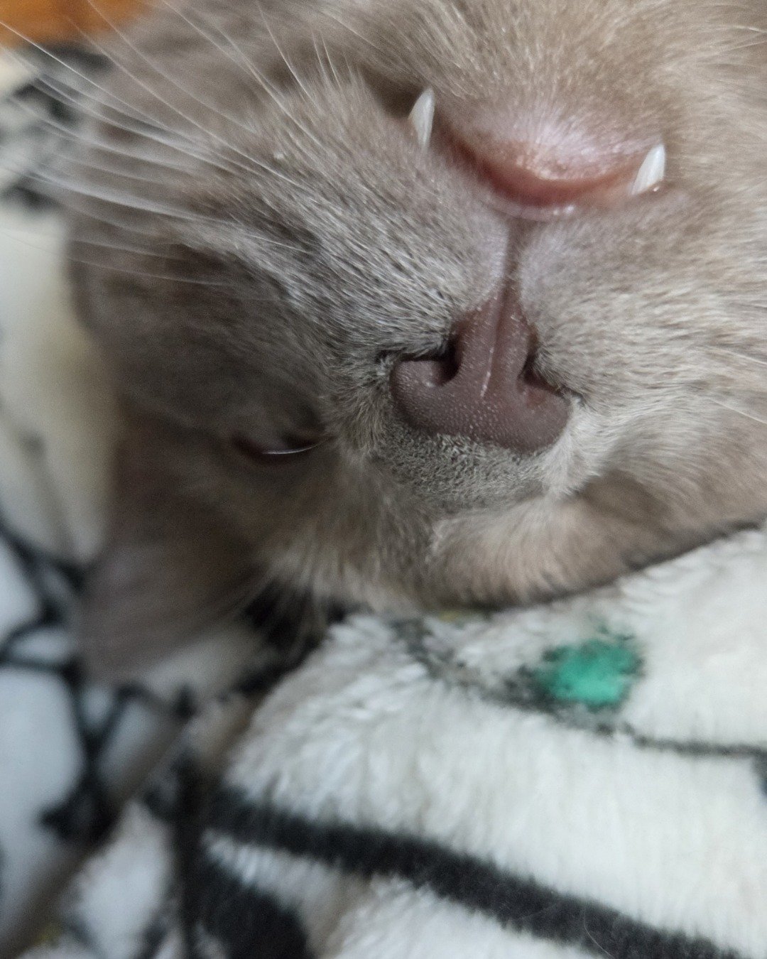 Chino. Cat, Kitten, Person, Sleeping