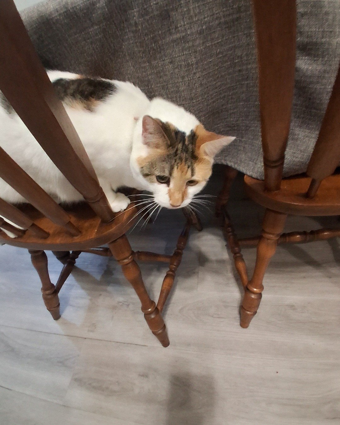 Callie the Calico maincoon. Wood, Hardwood, Furniture, Floor, Flooring, Dining Table