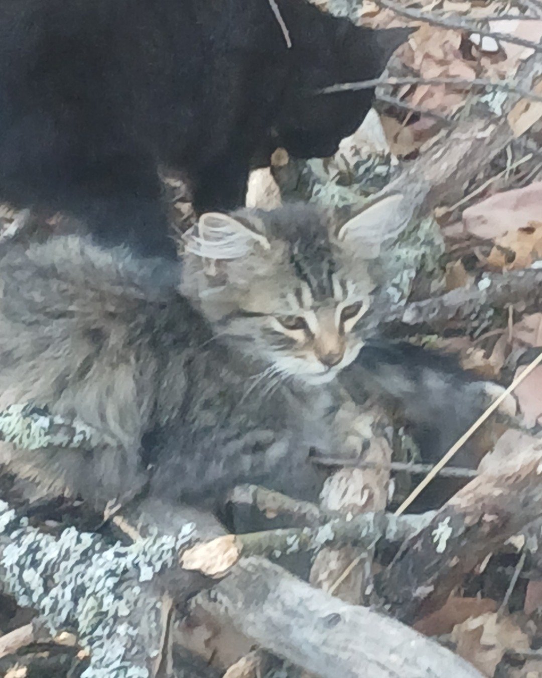 Baby Girl and Batgirl. Rock, Cat, Kitten