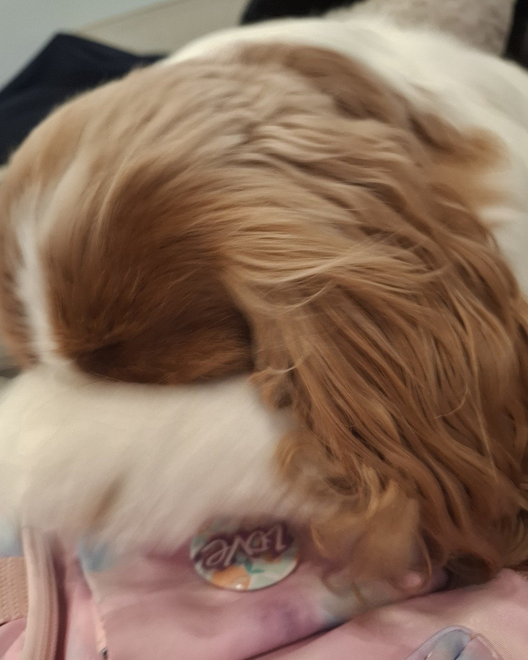 Arya the Cavalier King Charles Spaniel. Dog, Puppy, Person, Cocker Spaniel