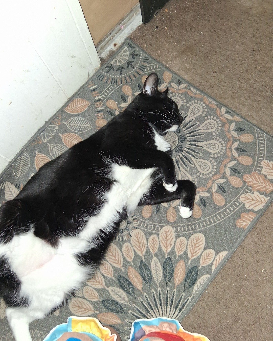 Angel the Tuxedo. Home Decor, Floor, Flooring, Cat, Mat