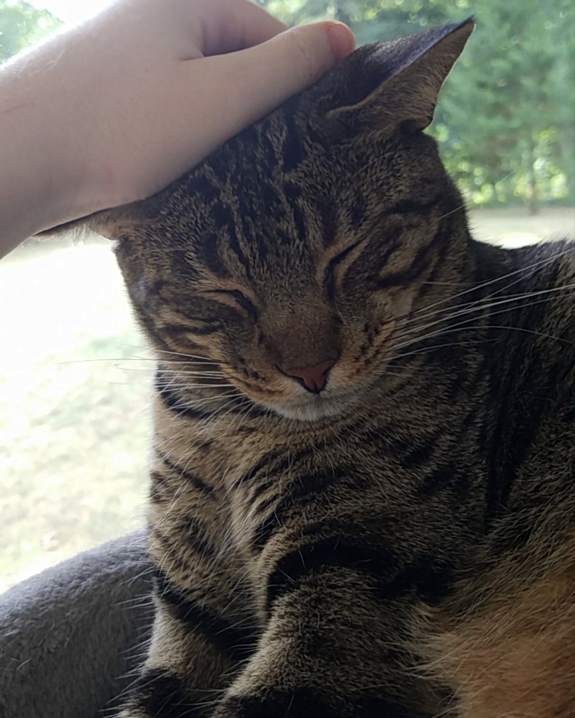 Thor ⚡️💪🏽 the Savannah Cat. Cat, Abyssinian, Manx