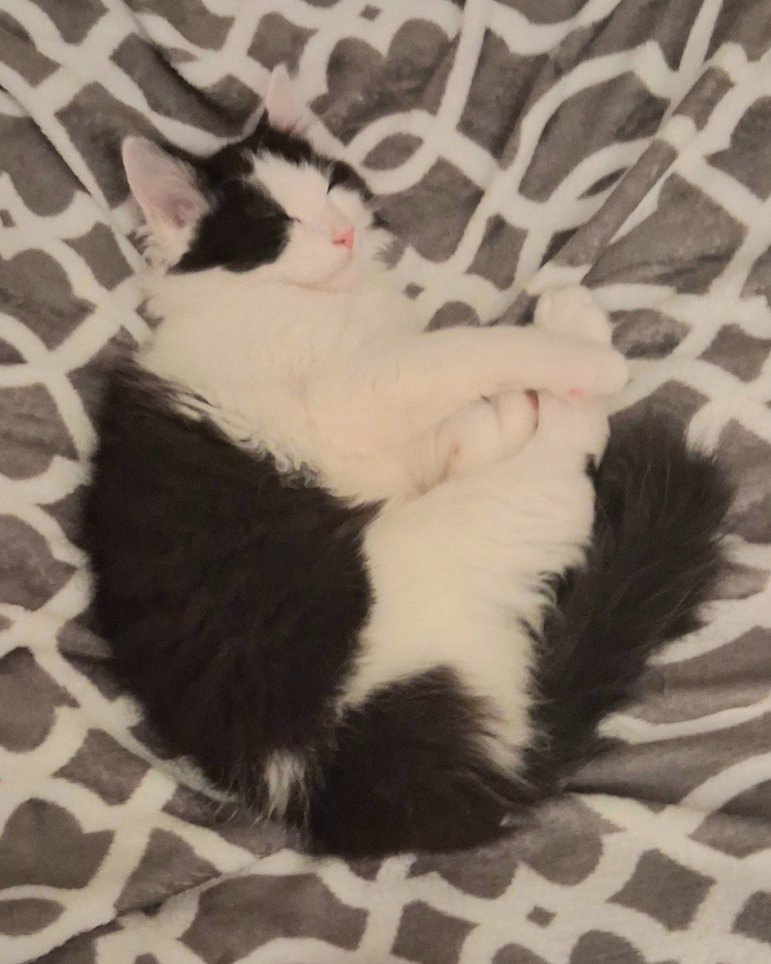 Sir. Meows-a-lot. Person, Sleeping, Cat, Kitten