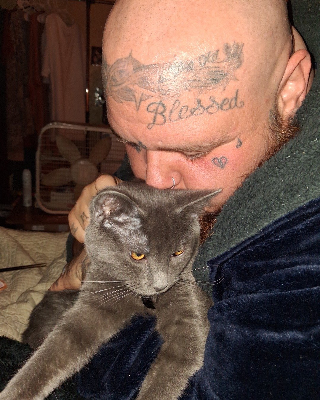 Biscuits the Russian blue. Person, Skin, Tattoo, Cat
