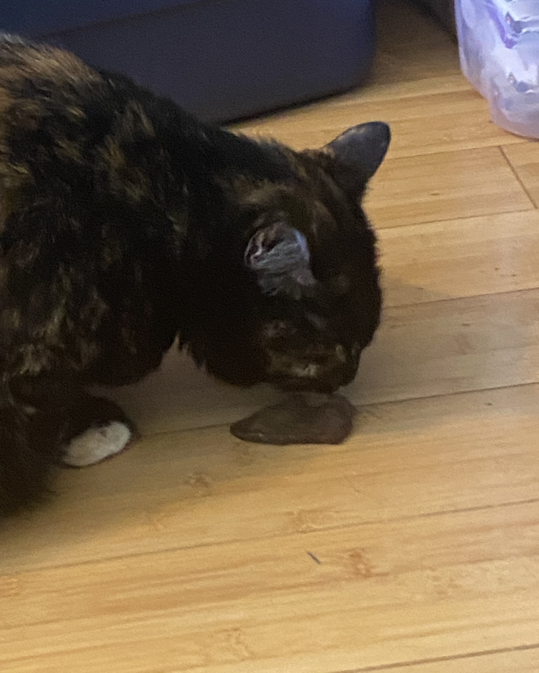 Candy the Calico. Wood, Hardwood, Floor, Flooring, Indoors, Interior Design