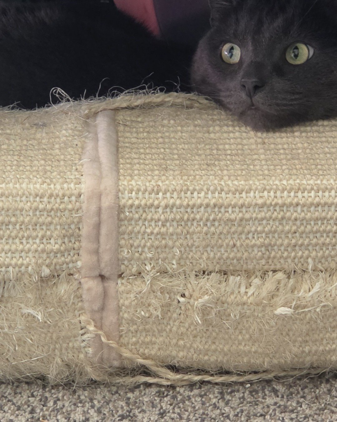 Happy. Couch, Furniture, Home Decor, Bag, Cushion, Cat