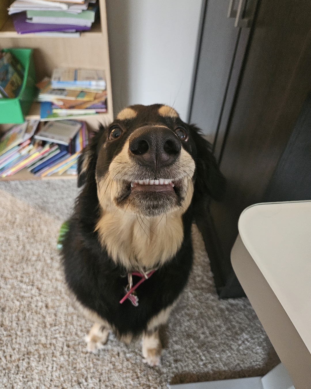 Roxi the German Shepherd Mix — Dog, Indoors, Interior Design, Furniture, Shelf, Puppy