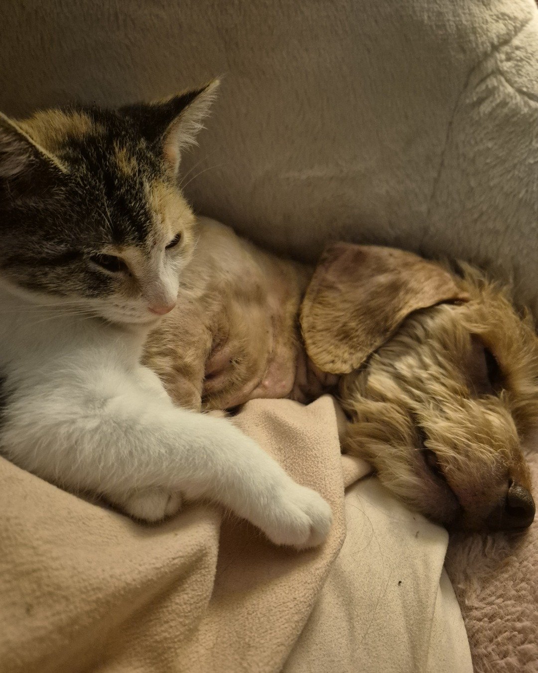 Layla (dorkie)) and Penny (cat) the Dorkie and cat. Couch, Furniture, Person, Sleeping, Cat, Kitten