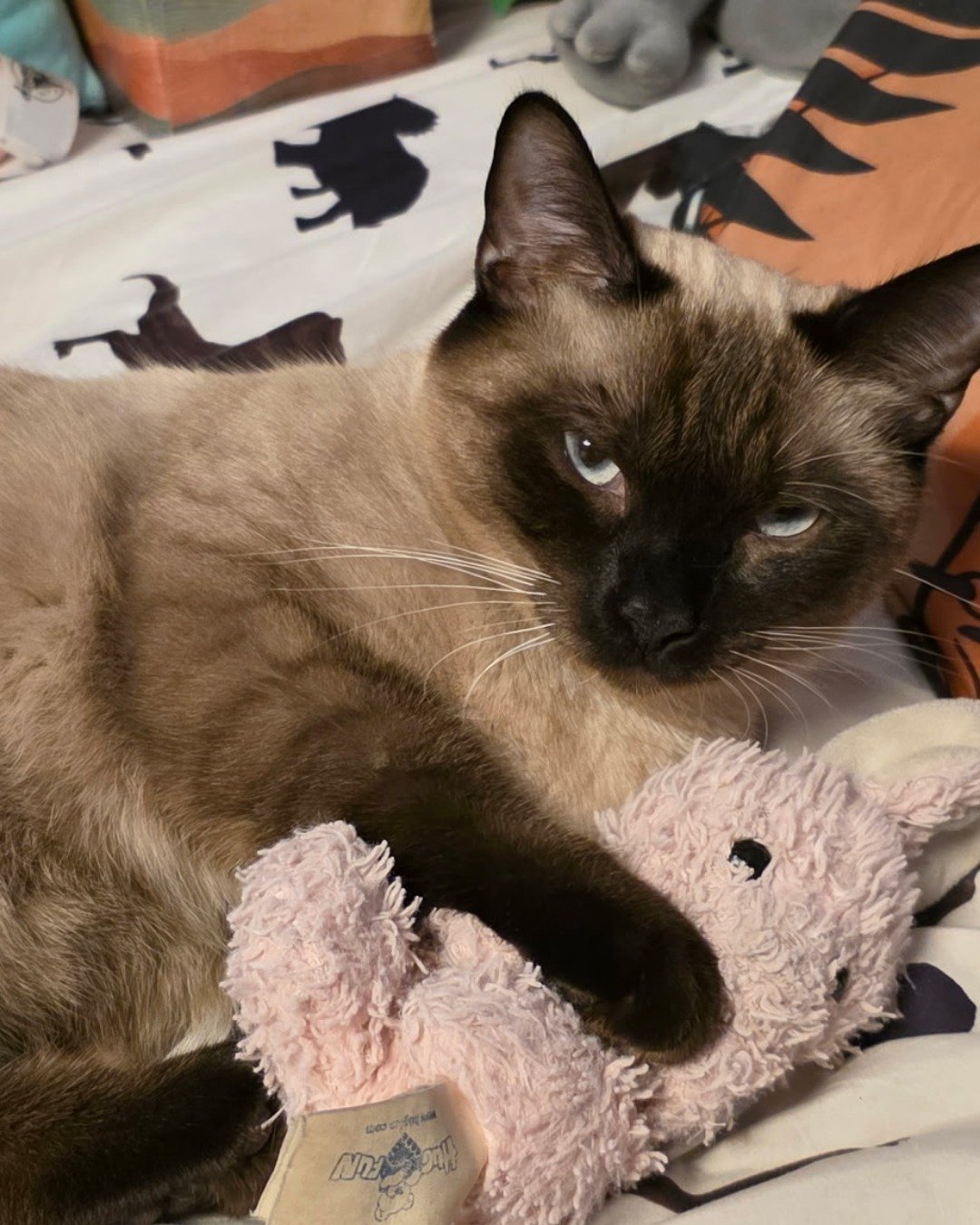 stub tail Stella🙃😎 (twin of Luna) the Siamese. Cat, Siamese