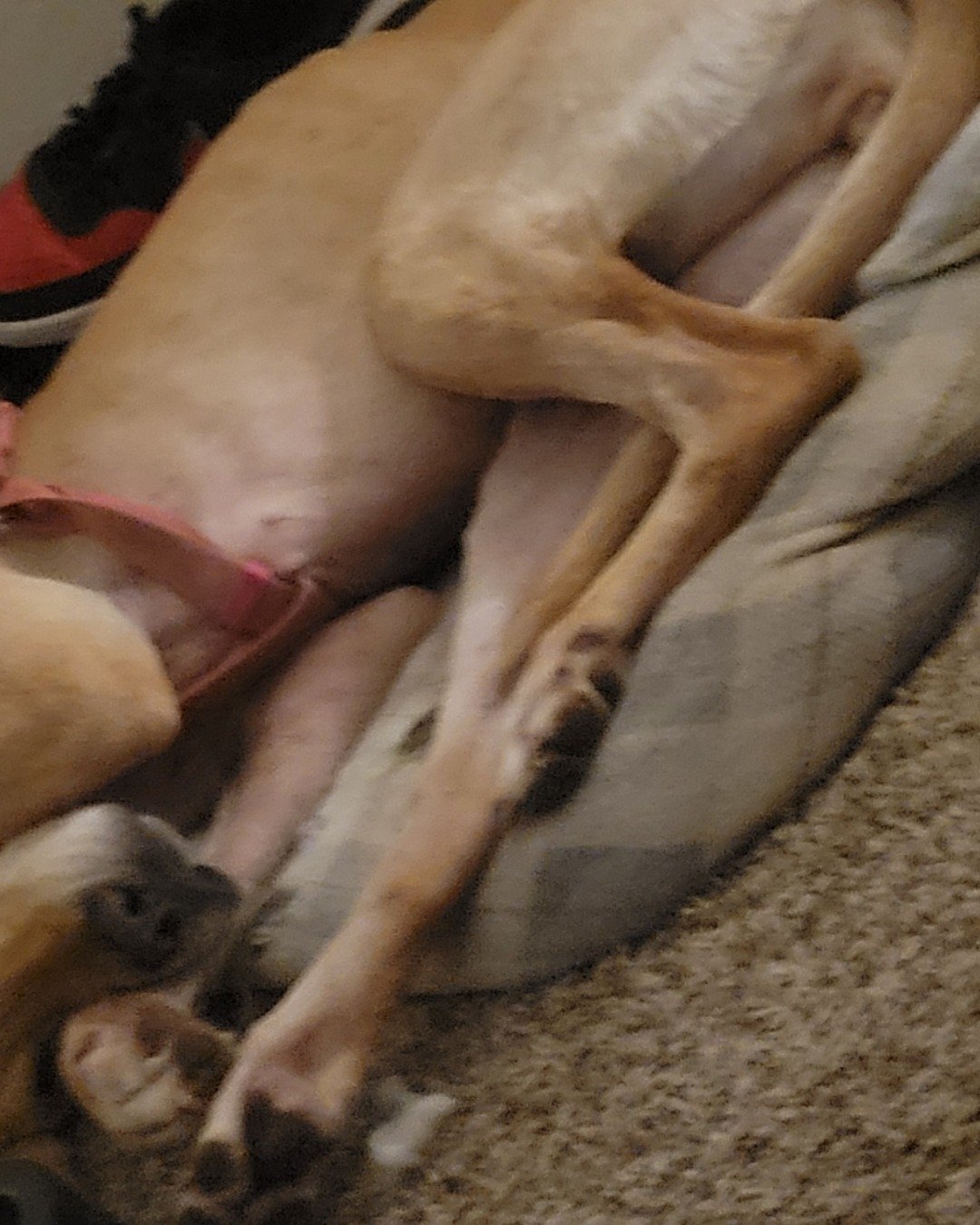 Sadie the mix. Dog, Great Dane