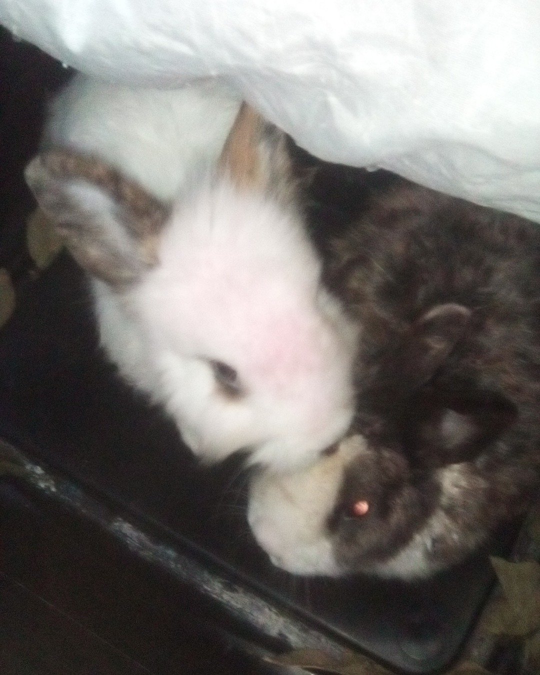 stormy and Lola bunny. Hare, Rodent, Dog, Rabbit