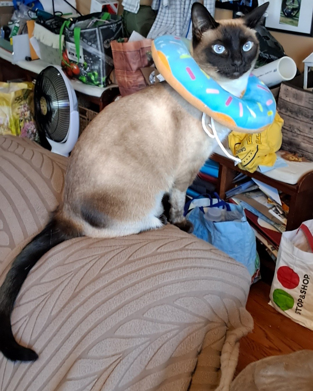 Luna🌙💫 (twin of Stella) the Siamese. Couch, Furniture, Cushion, Home Decor, Cat, Accessories