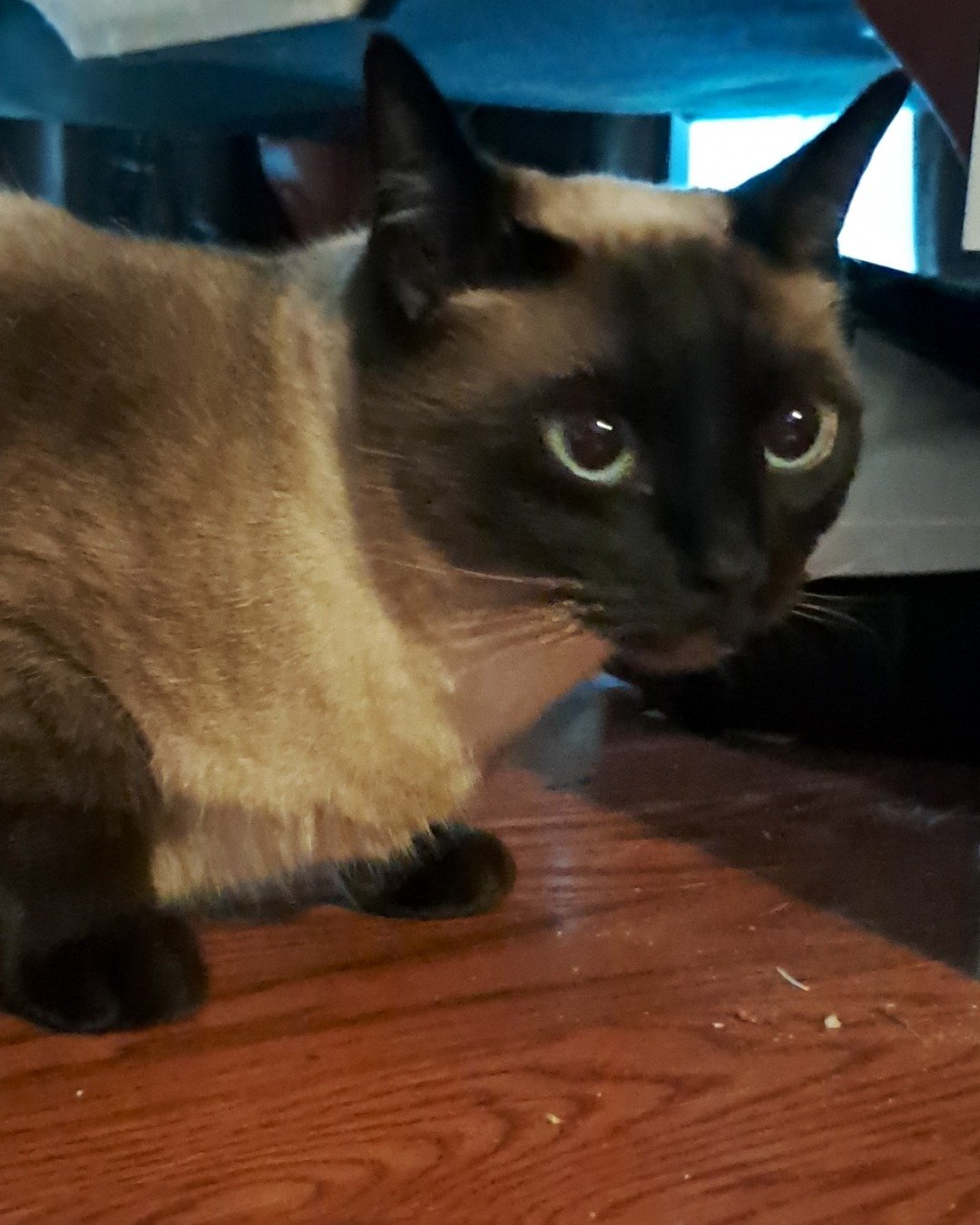 Luna🌙💫 (twin of Stella) the Siamese. Cat, Siamese