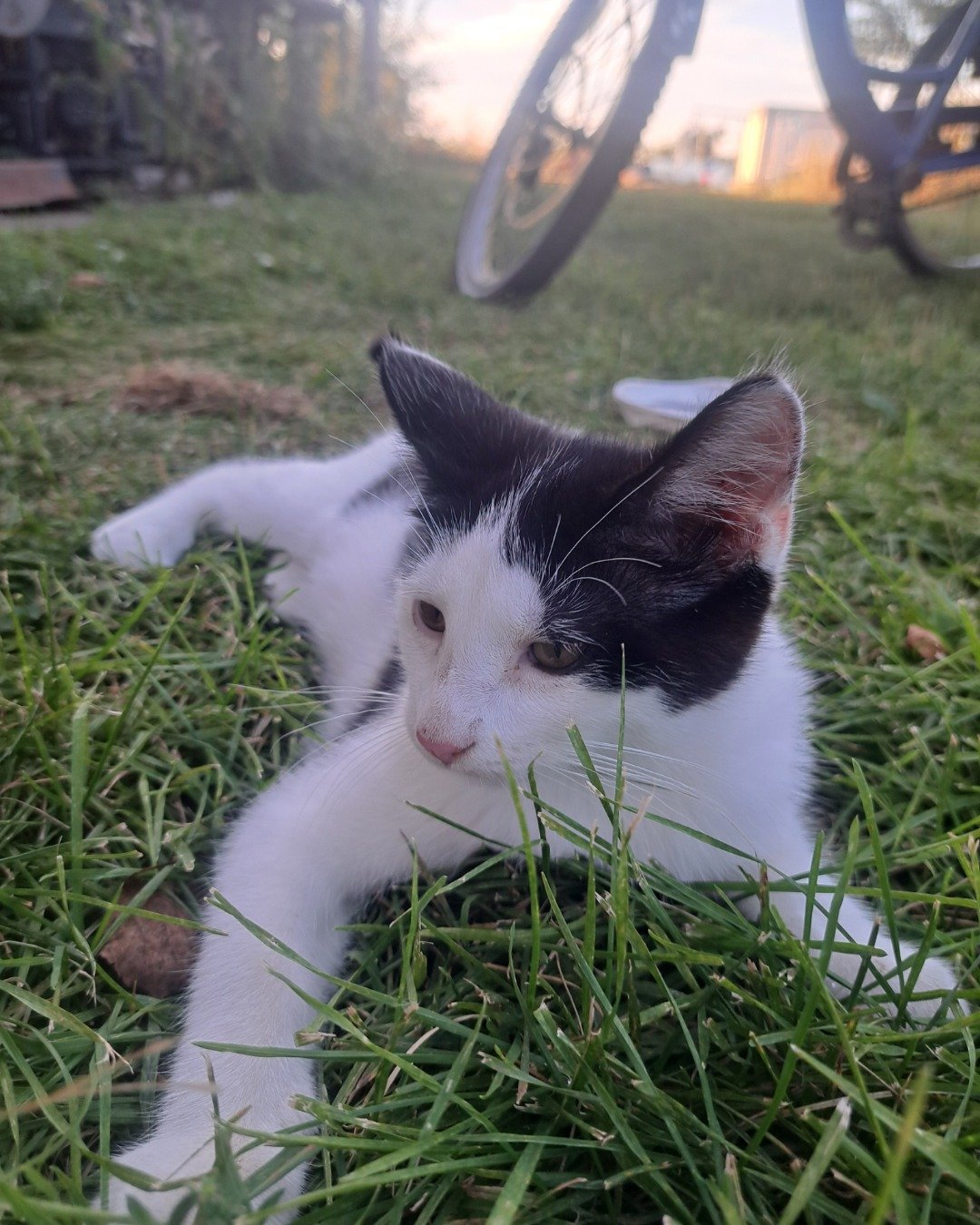 Little-Panda. Grass, Plant, Cat, Kitten, Machine, Wheel