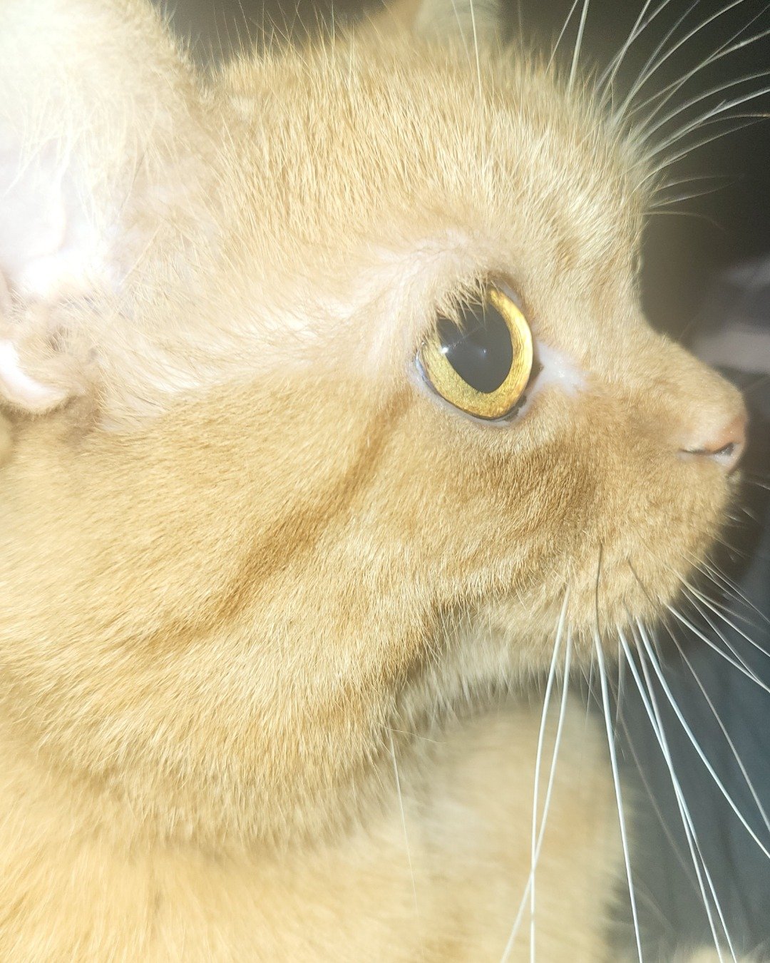 Rosie the American Shorthair. Abyssinian, Cat