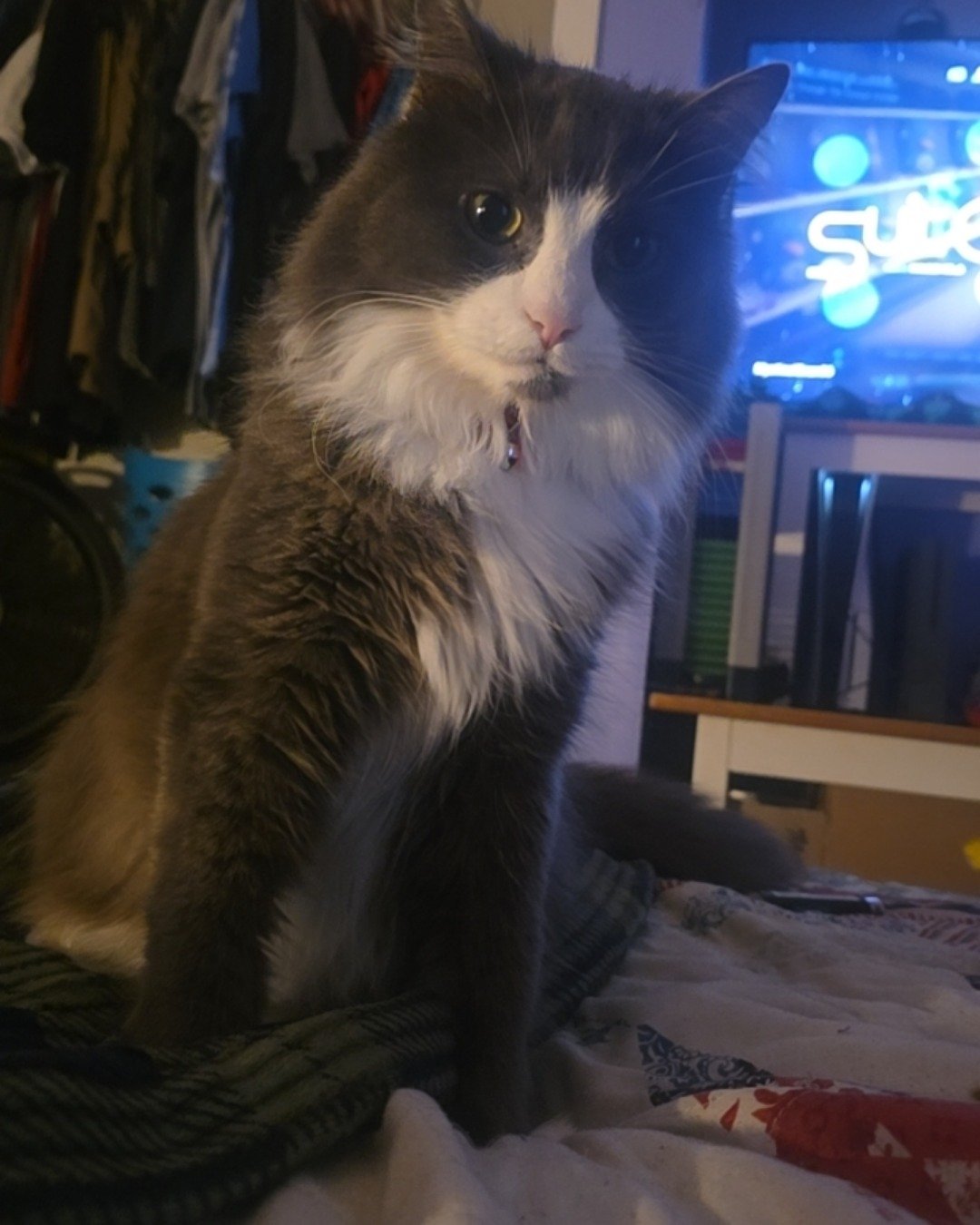 Gollum the Siamese mix. Computer Hardware, Electronics, Hardware, Monitor, Screen, TV