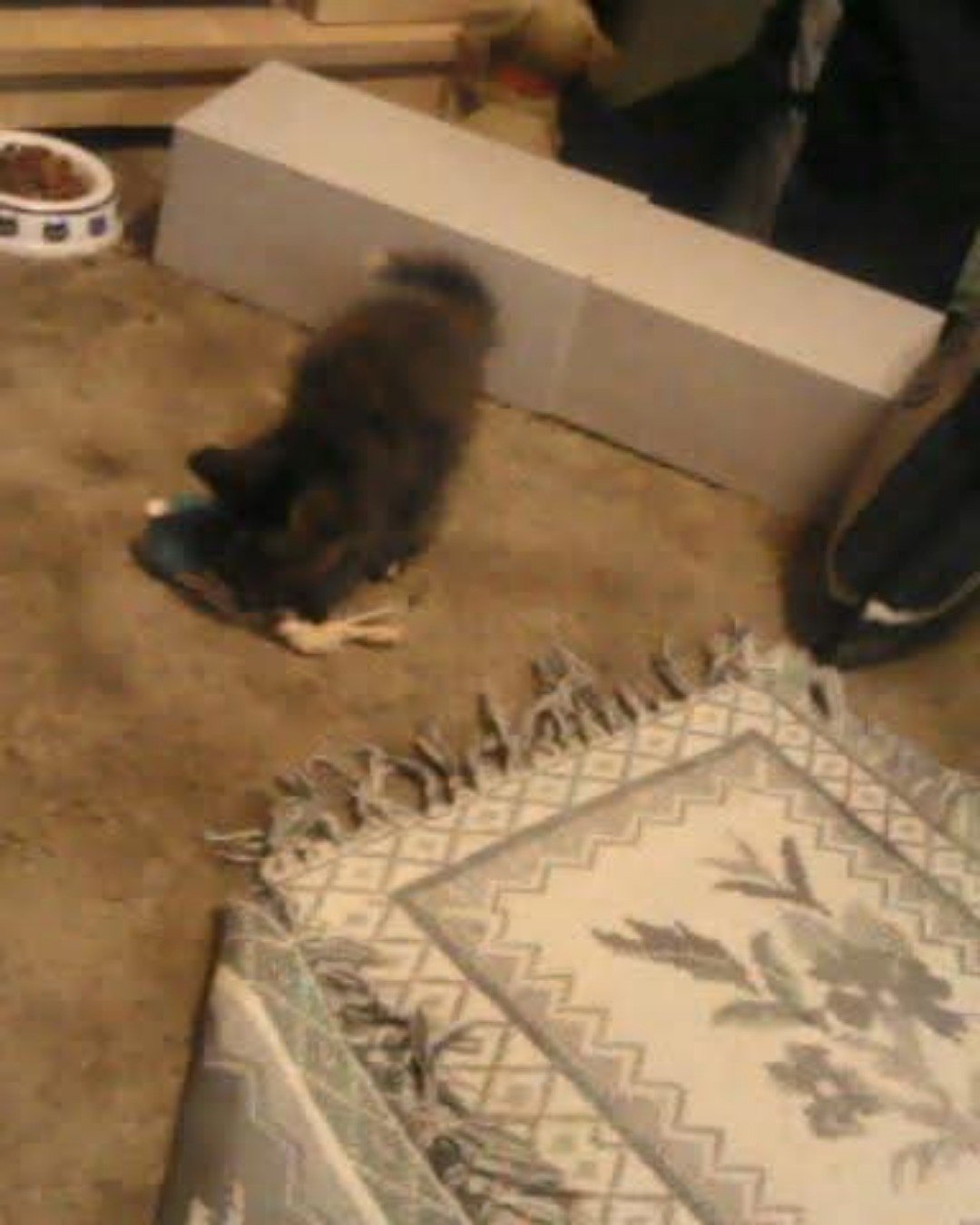 Gizmo. Home Decor, Cat, Person, Kitten