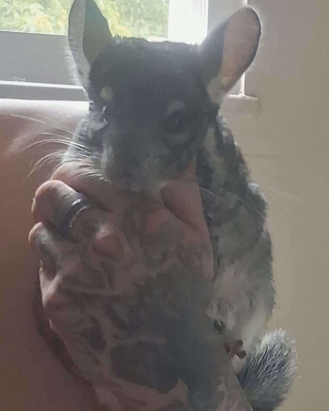 Chimmichanga the Chinchilla. Rodent, Chinchilla, Cat
