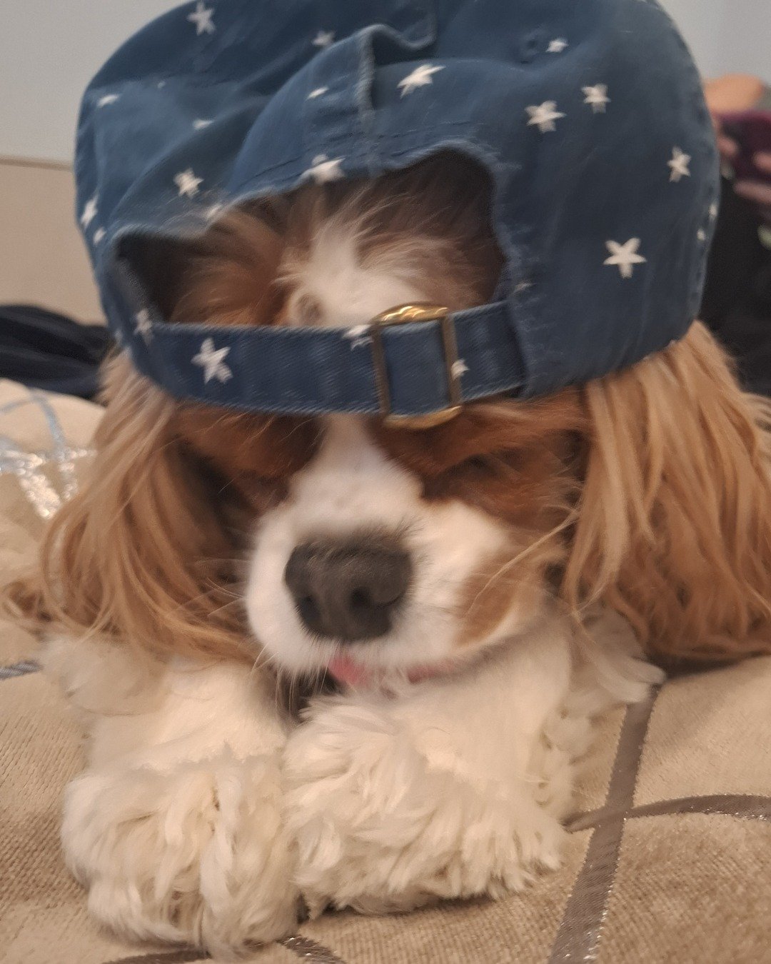 Arya the Cavalier King Charles Spaniel. Dog, Puppy, Clothing, Hat, Cocker Spaniel