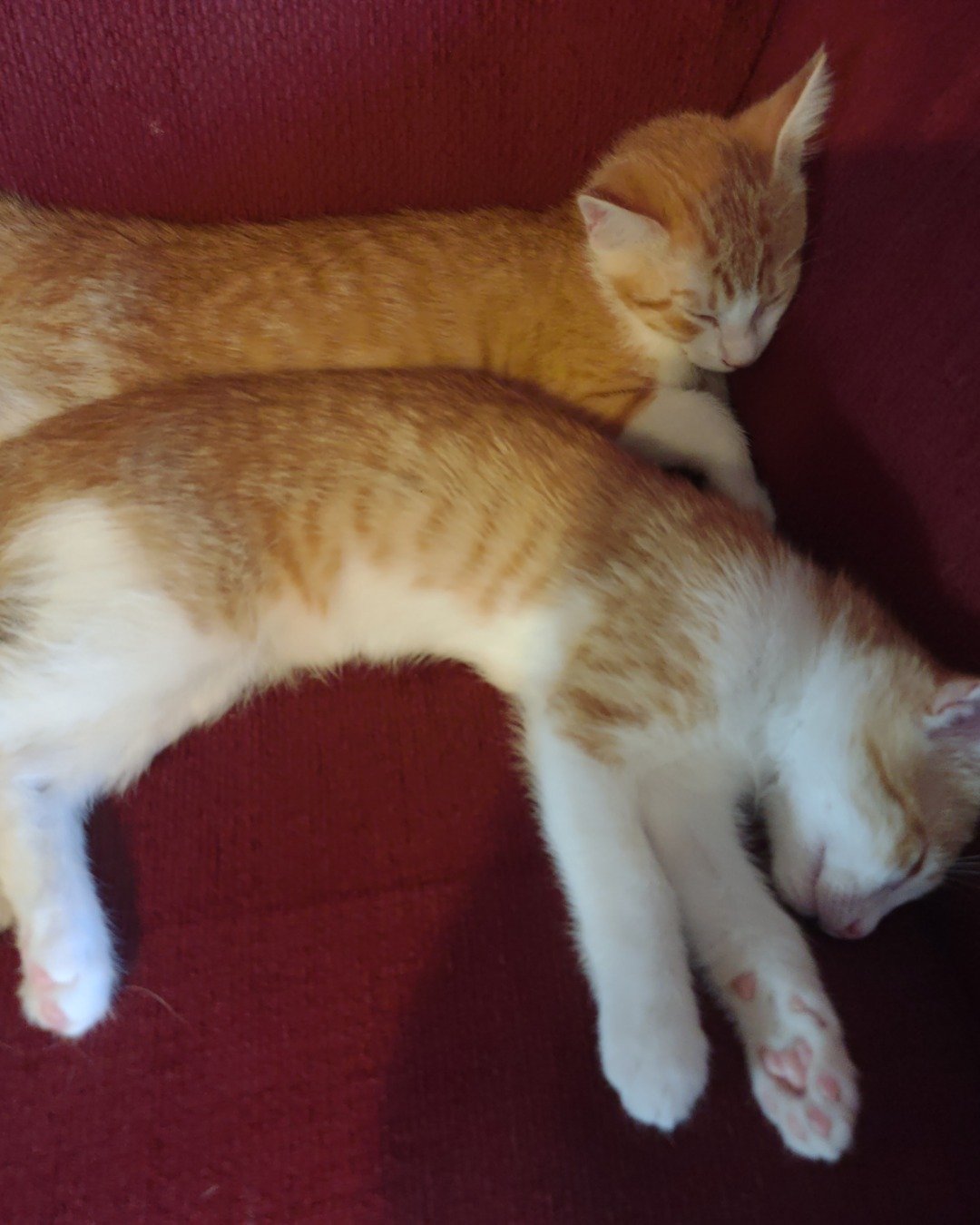 runt , abbey jr. ,and peanut butter cup the Tabby and calico. Cat, Kitten, Abyssinian